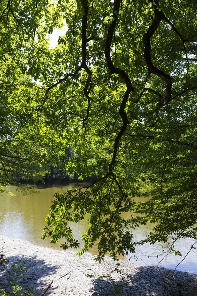 Belas Árvores Verão Torno Rio Sazava Partir Centro República Checa — Fotografia de Stock