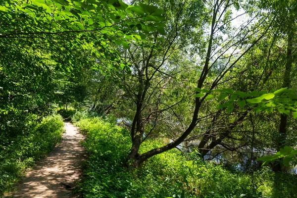 Hermosos Árboles Verano Alrededor Del Río Sazava Desde Centro República — Foto de Stock