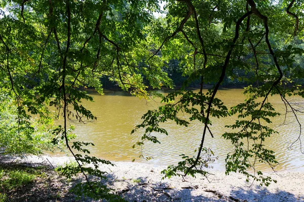 Prachtige Zomerbomen Rond Rivier Sazava Vanuit Het Centrum Van Tsjechië — Stockfoto