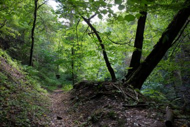 Merkez Bohemya, Harasov, Kokorinsko, Çek Cumhuriyeti 'nde kumtaşı kayaları ve yeşil doğa ile korunan alan.