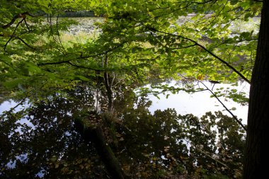 Merkez Bohemya, Harasov, Kokorinsko, Çek Cumhuriyeti 'nde kumtaşı kayaları ve yeşil doğa ile korunan alan.