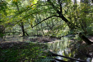 Merkez Bohemya, Harasov, Kokorinsko, Çek Cumhuriyeti 'nde kumtaşı kayaları ve yeşil doğa ile korunan alan.