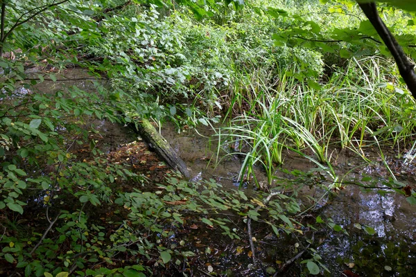 Beschermd Landschapsgebied Met Zandsteen Rotsen Groen Natuur Midden Bohemen Harasov — Stockfoto