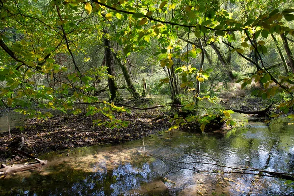 Skyddat Landskapsområde Med Sandsten Klippor Och Grön Natur Centrala Böhmen — Stockfoto