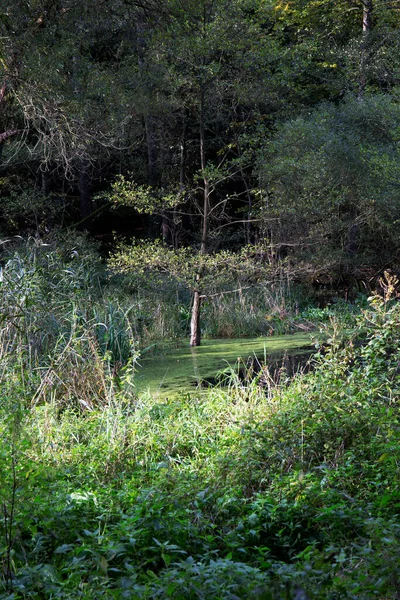 Espace Paysager Protégé Avec Rochers Grès Nature Verte Bohême Centrale — Photo