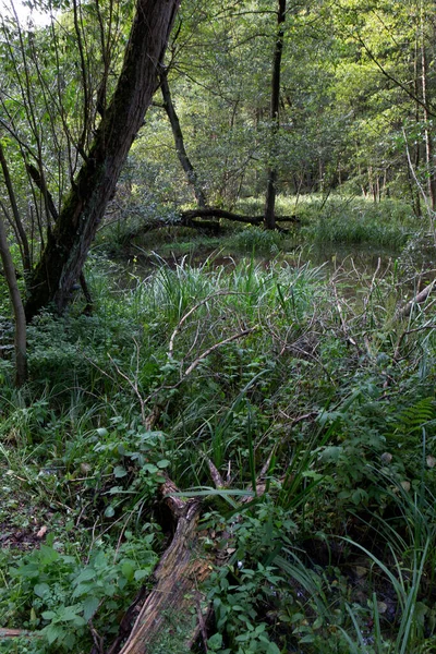 Chráněná Krajinná Oblast Pískovcovými Skálami Zelení Příroda Středních Čechách Harasově — Stock fotografie