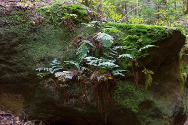 14. yüzyılın ilk yarısında Kokorin Kalesi ve etrafındakiler. Gotik kale Çek Cumhuriyeti 'nin Orta Bohem Bölgesi' nde korunan Kokorin köyünde yer almaktadır.