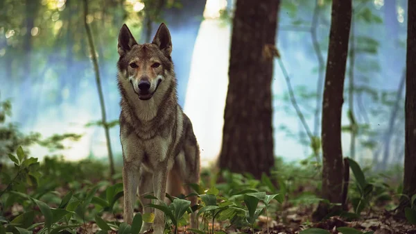 Dog Green Forest — Foto Stock