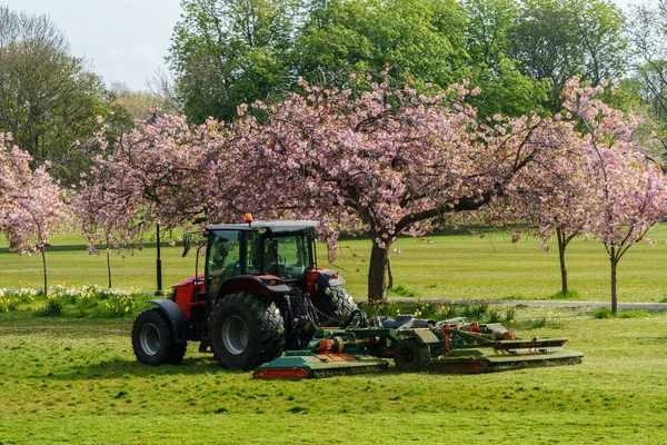 Červený Traktor Sekání Trávy Řadami Růžových Třešňových Květů Pozadí Během Stock Fotografie