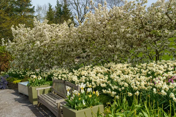 英国北约克郡Harrogate Rhs花园 Harlow Carr Harrogate 花园小径旁边的白色螃蟹 苹果花和水仙花 有一个空的木制长椅 壮观的花卉展示 — 图库照片