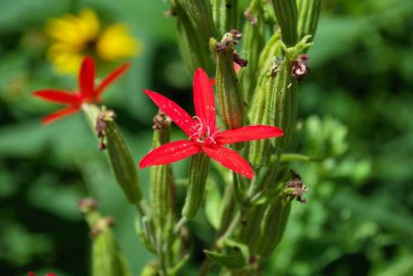 Küçük noktalı leopar zambağı çiçeği baharda büyüyor.