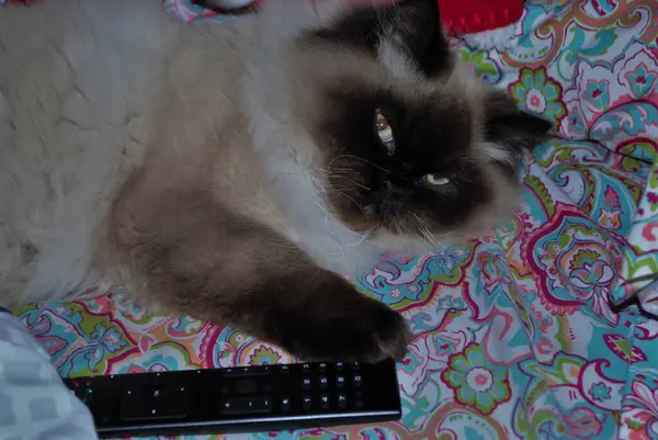 히말라야 고양이가 침대에 — 스톡 사진