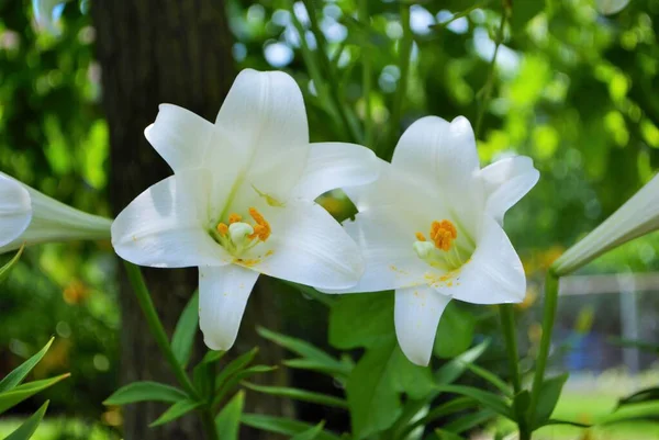 Белый Цветок Лилии Цветет Начале Сезона Весной — стоковое фото