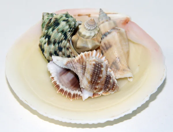 Shells — Stock Photo, Image