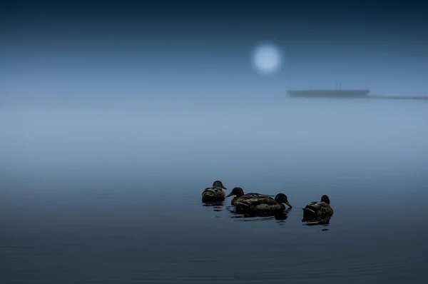 Vögel auf ruhigem Wasser lizenzfreie Stockbilder