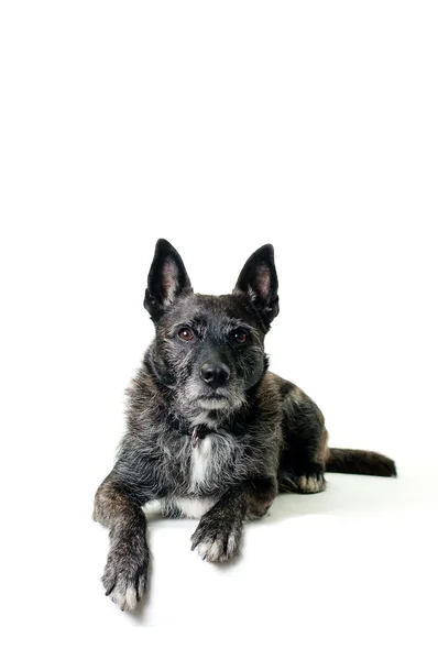 Hollandse herder — Stockfoto