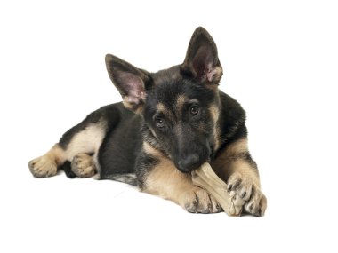 Alman çoban köpeği