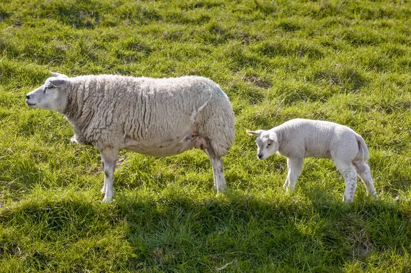 Mother and lamb — Stock Photo, Image