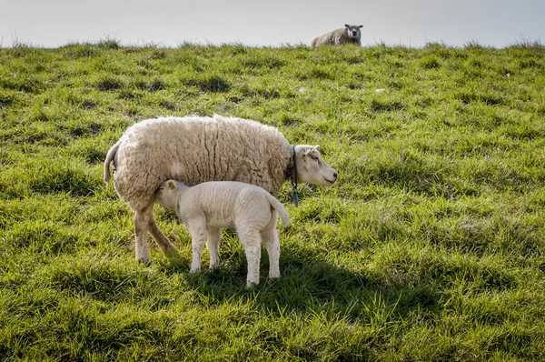 Mother and lamb — Stock Photo, Image