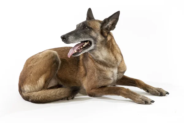 Old belgian shepherd dog — Stock Photo, Image