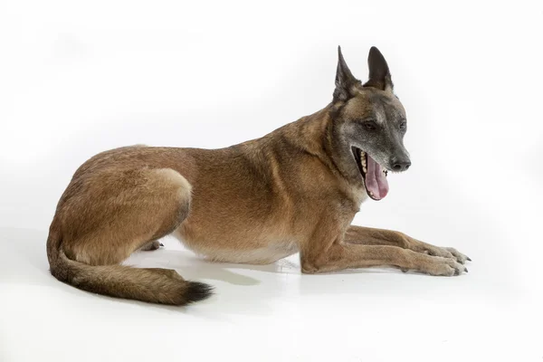 Viejo pastor belga perro — Foto de Stock