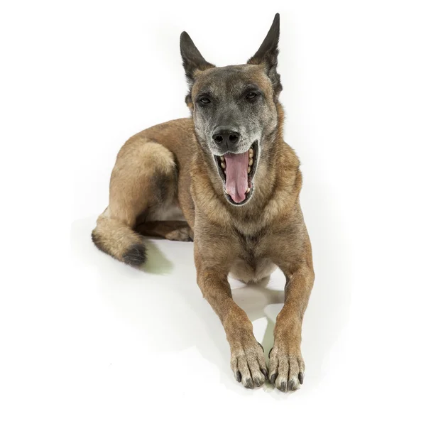 Old belgian shepherd dog — Stock Photo, Image