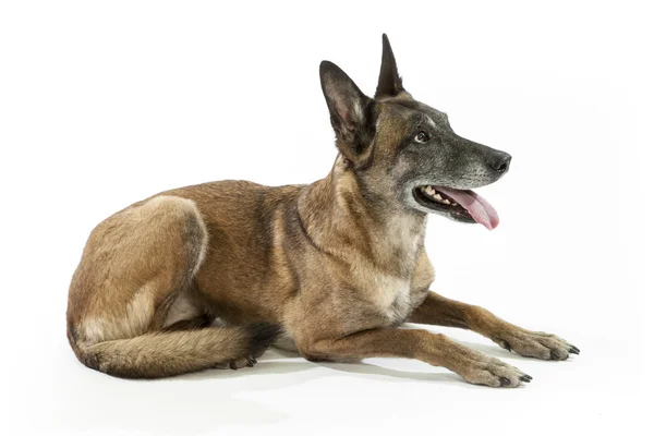 Alter belgischer Schäferhund — Stockfoto