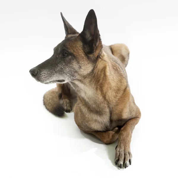 Old belgian shepherd dog — Stock Photo, Image