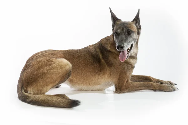 Viejo pastor belga perro — Foto de Stock