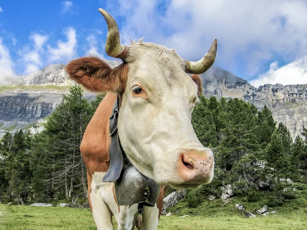 Swiss cow — Stock Photo, Image