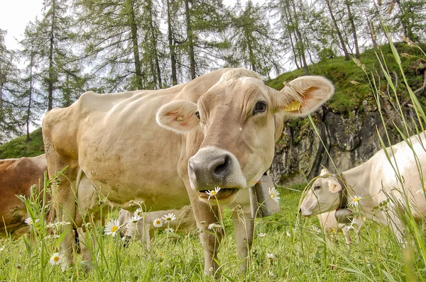 Vaca suiza — Foto de Stock