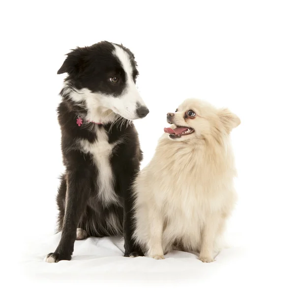 Border-collie and pomeranian dog — Stock Photo, Image