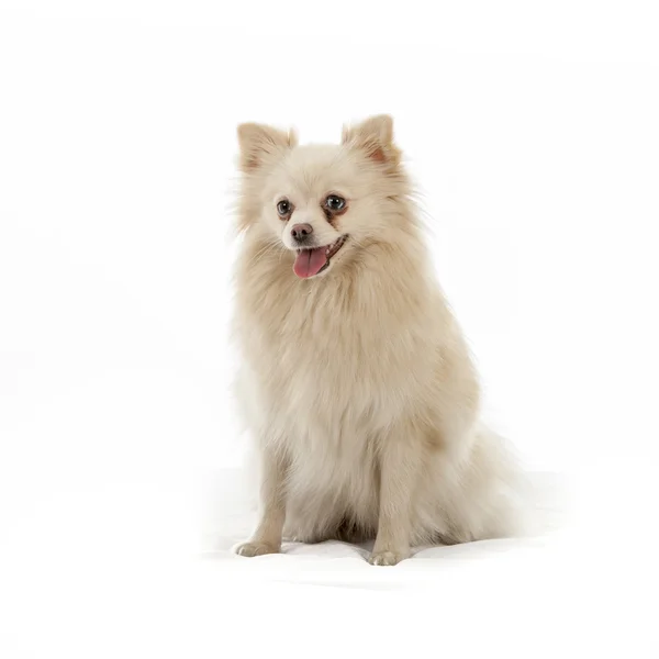 Pomeranian 개 — 스톡 사진