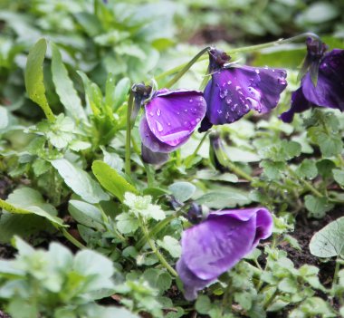 가까이 보라색의 무리에 바이올렛 핑크와