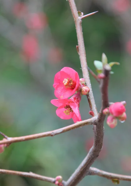 Close up de violeta roxo e rosa em um monte — Fotografia de Stock