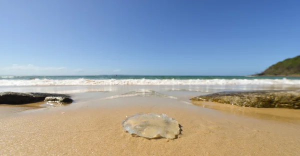 Medusas en la playa — Foto de Stock