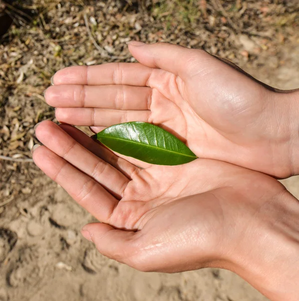 tek bir yaprak yeşil tutan kişi