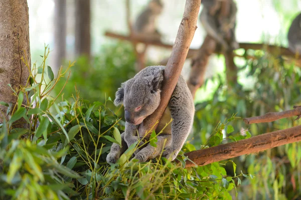 Koala dormindo em uma árvore — Fotografia de Stock