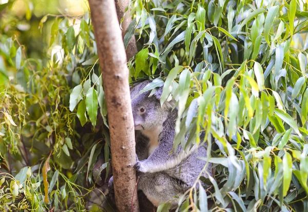 Koala em uma árvore — Fotografia de Stock