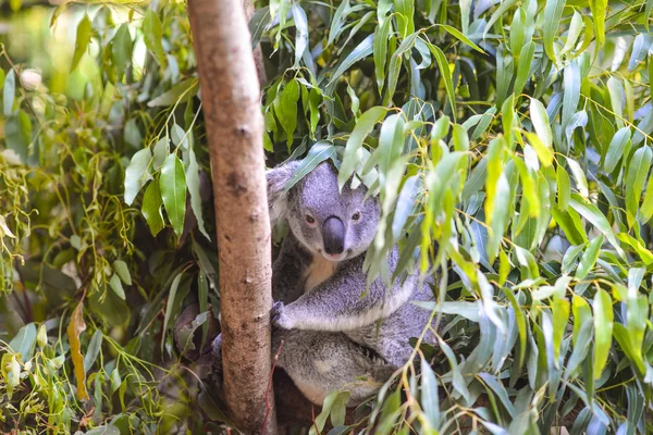 Koala in a tree — Stock Photo, Image