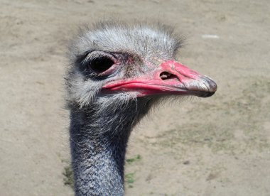 птах страус