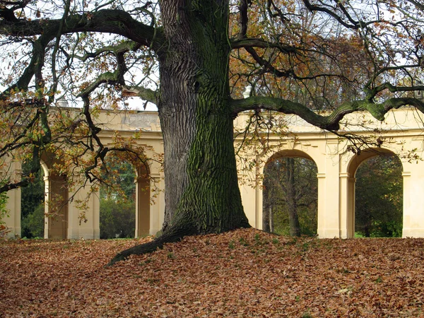 Høsten i hagen – stockfoto