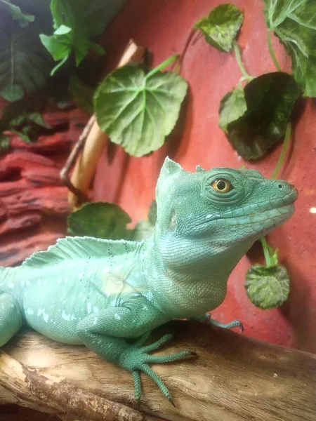 Iguana Siedzi Drzewie Terrarium — Zdjęcie stockowe