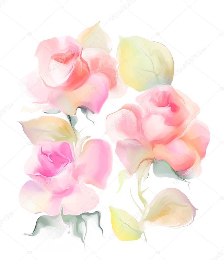 Beautiful rose flowers