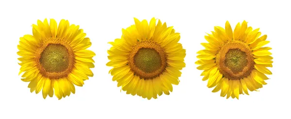 Tres girasoles — Foto de Stock