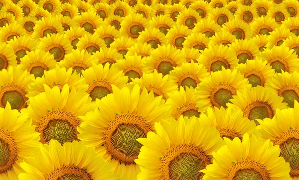 Fondo de girasoles — Foto de Stock