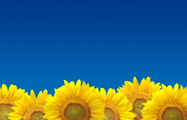 Sunflowers background — Stock Photo, Image