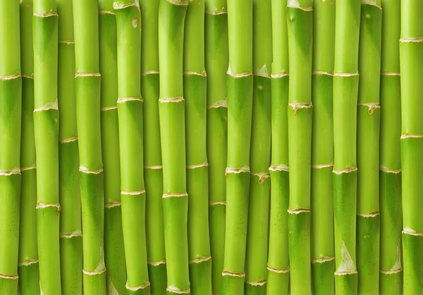 Bamboo — Stock Photo, Image