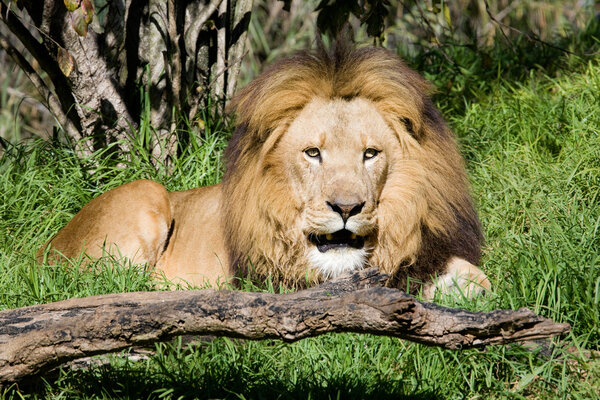 The lion is resting after lunch in Perth Zoo.