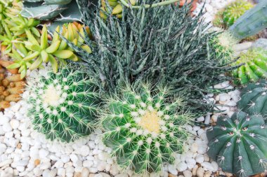 Beyaz taşlarla çevrili bir bahçede yuvarlak yeşil bir kaktüsün yakın çekim görüntüsü. Düz, yukarıdan aşağıya, yukarıdan aşağıya..